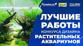 Лучшие работы конкурса дизайна растительных аквариумов #Scalariki Aquascaping contest 2021