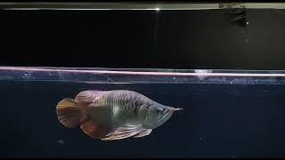 arowana superred short body the most expensive 40Million