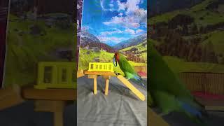 Bird Training  Smart lovebird Parrot  Smart Little Cute Parrot #training #smartparrot #cute