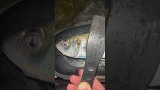 Севастополь рыбалка в Голландии 13.03.2024год ставрида знатно укрупнилась  рыбалка на Черном море