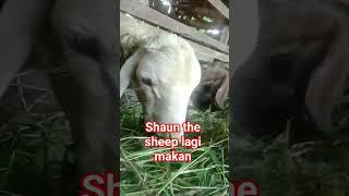 domba lagi makan rumput #shortvideo #goat #sheep #goat