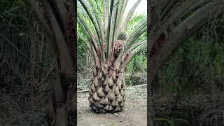 kelapa sawit