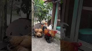 Jago ayam brahma berulah