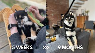 Shiba Inu Puppy Growing Up From 5 Weeks to 9 Months