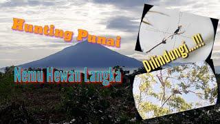 Hunting Punai Nemu Hewan Langka Yang Dilindungi. Cantik Broo......