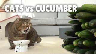 Cats vs Cucumber  Kittisaurus