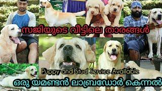 കിടിലൻ ലാബ്രഡോർ കെന്നൽ  LabradorBeagleKennel keralaDogs malayalamstud dogsLabrador puppy