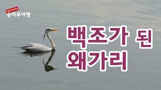 왜가리 수영  서울대공원 왜가리가 백조처럼 수영도 합니다   서울대공원  나들이  조류탐사