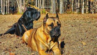 Cane Corso asserts her dominance after unruly puppy gets disciplined