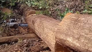 proses pemotongan kayu Ulin besar jos gandos