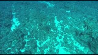 Underwater video captures sonar pings