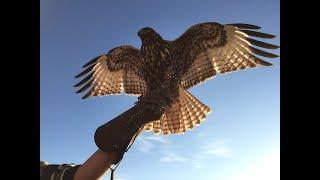 Falconry Red-tailed hawk introduction