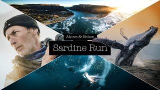 Sardine Run South Africa - Wildcoast Baitballs Diving Birds Whales Sharks