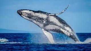 The Humpback Whale Can Sing ?