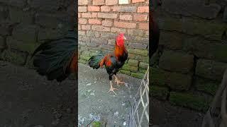 LAMA TIDAK NAMPAK  NANTI LIHAT ANAKAN DIKANDANG TEMENKU #shortvideo #hobiayam #ayam