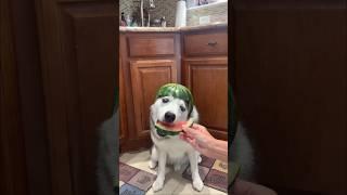 My dog prefers to eat his watermelon wearing a watermelon helmet #watermelon #husky #dog