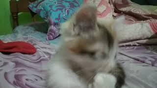 Kucing Manyun si centil