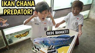 BERBURU IKAN CHANA PREDATOR UNTUK SUPERNAN