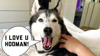 My Husky Speaks PERFECT English Subtitles Compilation