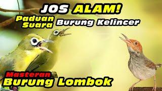 Masteran Kecial Kuning Paduan Burung Kelincer #kecialkuninggacor #kecialkombok #kecialngejos