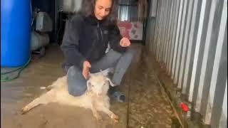 strong girls slaughter goat