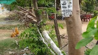 Fake tiger prank sleeping dog in home