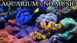 Coral Reef Tank Aquarium Sounds NO Music NO Ads - 10 Hours  Underwater Ambience Sounds