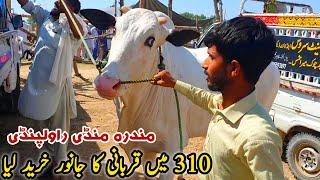 Today Mandra Mandi Rawalpindi Latest Update 22 May 2024  Bakra Eid 2024_Fatehjangi Bulls