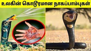 ஆபத்தான நாகப்பாம்புகள்  Deadliest Cobras In The World  Most Dangerous Snakes  TAMIL AMAZING FACTS