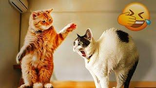 When Cats Are So Silly  I will die laughing  Funniest Animals 2024 