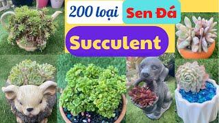 Sưu tầm hơn 200 loại SEN ĐÁ Đẹp Succulent Khu vườn nhỏ ở miền Bắc California-Mỹ