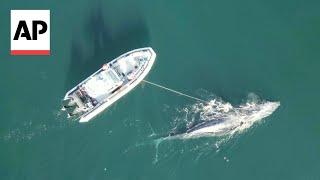 WATCH A humpback whale is rescued in British Columbia Canada