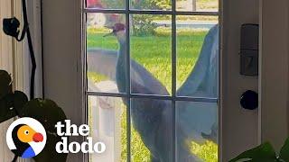 Crane Introduces His Babies To His Human Best Friend Every Year  The Dodo