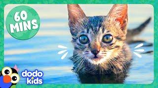 60 Minutes Of The Cutest Kitten Stories  Dodo Kids  Animal Videos