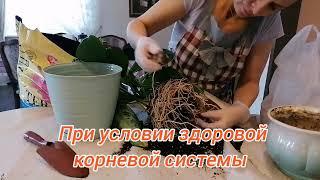 ПЕРЕСАДКА АГЛАОНЕМЫ СИЛЬВЕР БЭЙ