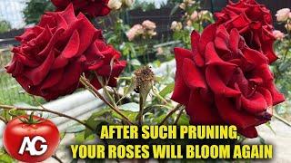 How to prune a rose after blooming in summer so that it blooms again.  Pruning roses in summer.