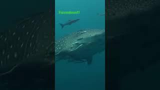 #sea #ocean #sealife #shortvideo