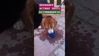 MERHAMET ACIMAK DEĞİL ACITMAMAKTIR