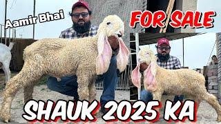 Kajlay Chatre 2025 kids Ka shauk   LAHORI SHAUK Aamir bhai Ka shauk