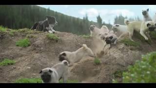 Vodafone Pug is back - Funny Moments - Hutch Dog - You and I song