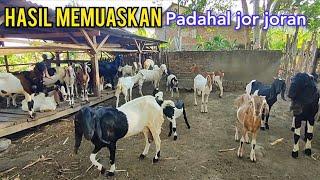 Sesimpel Ini. Ternak Kambing Ala Kadarnya Tapi Kambingnya Istimewa