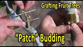 Grafting Fruit Trees  PATCH BUDDING Grafting Technique