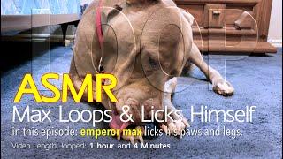 Max Loops  1 hr of Licking Himself  ASMR DOG LOOPING  No Talking