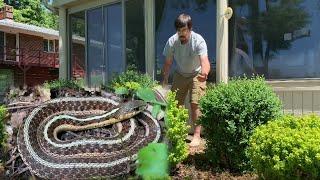 Eastern Garter Snake in the Yard