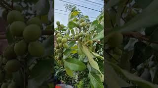 Longan di pekarangan rumah...