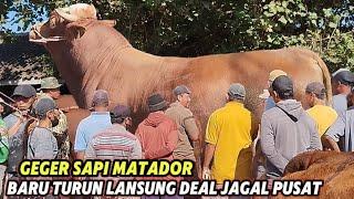 SAPI JUMBO MIRIP MATADOR NEGO KILAT JAGAL PUSAT