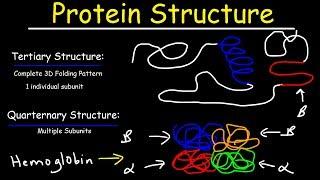 Protein Structure - Primary Secondary Tertiary & Quarternary - Biology