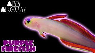 All About The Purple Firefish