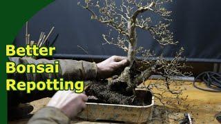 Bonsai Repotting Strategies Importance of Rootball Maturity