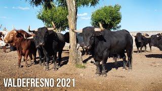 El Toro Bravo de VALDEFRESNO Ganadería de Toros Bravos Entrevistamos a Nicolás Fraile 2021